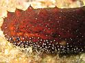 Holothurie Holothuria tubulosa